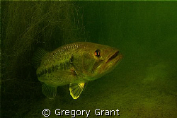 another fresh water bass ,they seem to hide in structure ... by Gregory Grant 